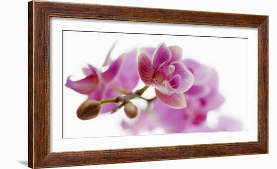 Orchid in Bloom-null-Framed Art Print