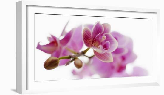 Orchid in Bloom-null-Framed Art Print