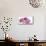 Orchid in Bloom-null-Mounted Art Print displayed on a wall