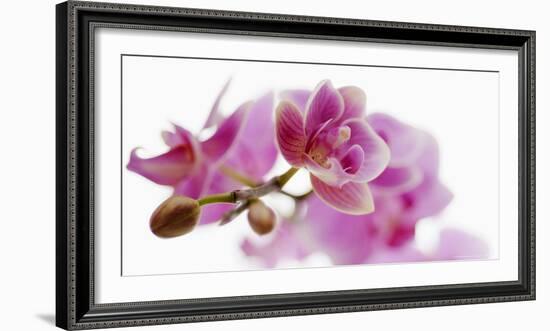 Orchid in Bloom-null-Framed Art Print