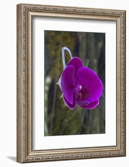 Orchid in Hawaii Botanical Garden, Big Island, Hawaii-Gayle Harper-Framed Photographic Print