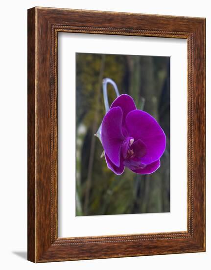 Orchid in Hawaii Botanical Garden, Big Island, Hawaii-Gayle Harper-Framed Photographic Print