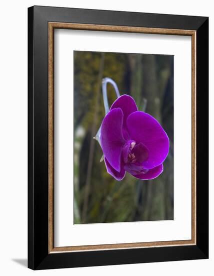 Orchid in Hawaii Botanical Garden, Big Island, Hawaii-Gayle Harper-Framed Photographic Print