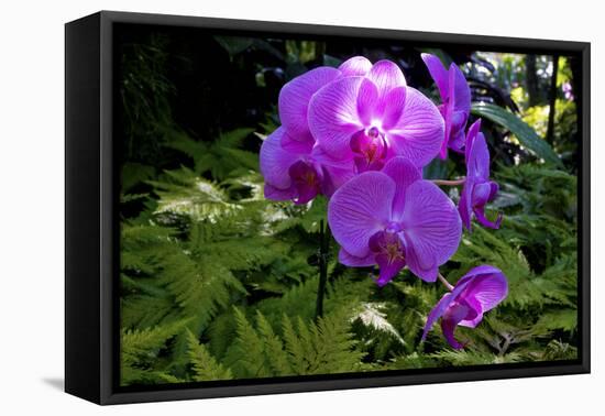 Orchid in Hawaii Botanical Garden, Big Island, Hawaii-Gayle Harper-Framed Premier Image Canvas
