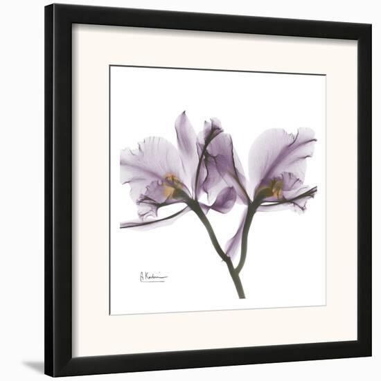 Orchid in Purple-Albert Koetsier-Framed Art Print