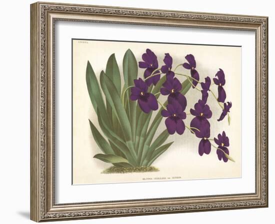 Orchid in Purple-A^ Poiteau-Framed Premium Giclee Print