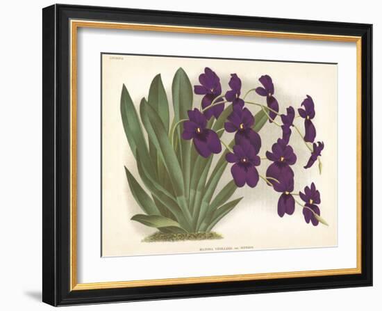 Orchid in Purple-A^ Poiteau-Framed Premium Giclee Print