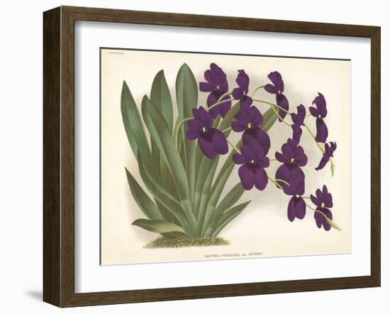 Orchid in Purple-A^ Poiteau-Framed Premium Giclee Print