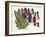 Orchid in Purple-A^ Poiteau-Framed Premium Giclee Print