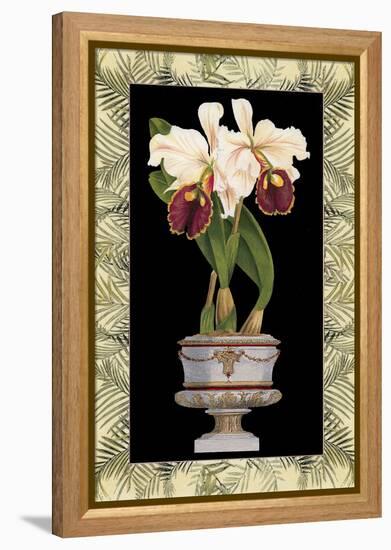 Orchid in Urn II-Deborah Bookman-Framed Stretched Canvas