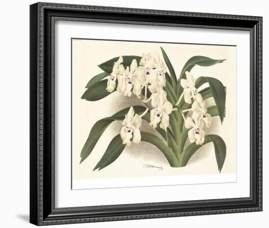 Orchid in White-A^ Poiteau-Framed Premium Giclee Print