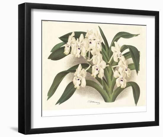 Orchid in White-A^ Poiteau-Framed Premium Giclee Print