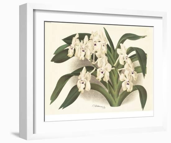 Orchid in White-A^ Poiteau-Framed Premium Giclee Print