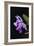 Orchid, Inle Lake, Shan State, Myanmar-Keren Su-Framed Photographic Print