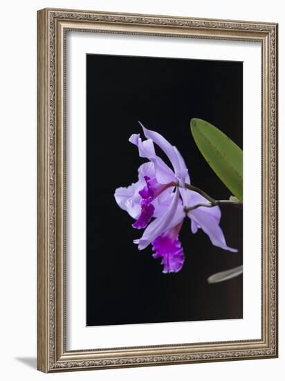 Orchid, Inle Lake, Shan State, Myanmar-Keren Su-Framed Photographic Print