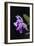 Orchid, Inle Lake, Shan State, Myanmar-Keren Su-Framed Photographic Print