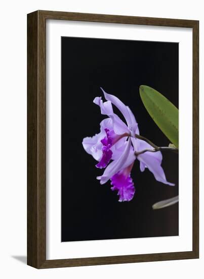 Orchid, Inle Lake, Shan State, Myanmar-Keren Su-Framed Photographic Print