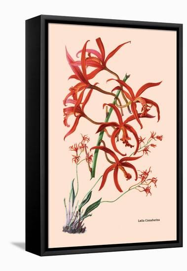 Orchid: Laelia Cinnabarina-null-Framed Stretched Canvas