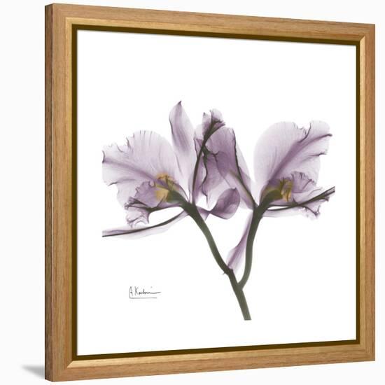 Orchid Lavender-Albert Koetsier-Framed Stretched Canvas