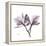 Orchid Lavender-Albert Koetsier-Framed Stretched Canvas
