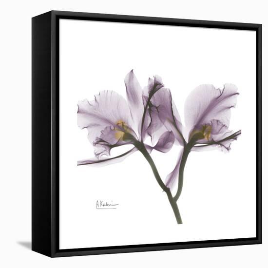 Orchid Lavender-Albert Koetsier-Framed Stretched Canvas