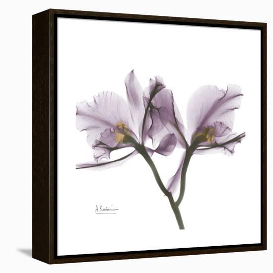 Orchid Lavender-Albert Koetsier-Framed Stretched Canvas