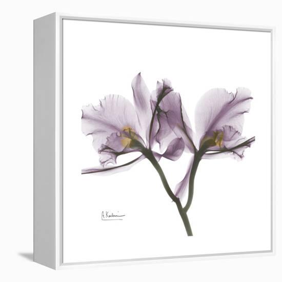 Orchid Lavender-Albert Koetsier-Framed Stretched Canvas