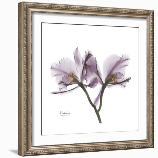 Orchid Lavender-Albert Koetsier-Framed Premium Giclee Print