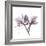 Orchid Lavender-Albert Koetsier-Framed Premium Giclee Print