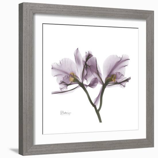 Orchid Lavender-Albert Koetsier-Framed Premium Giclee Print