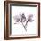 Orchid Lavender-Albert Koetsier-Framed Premium Giclee Print