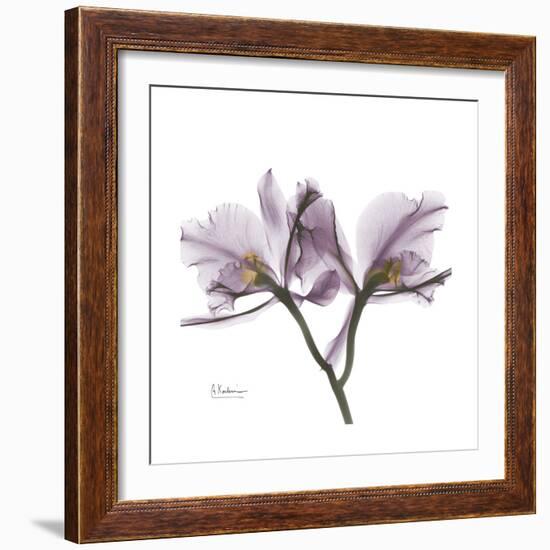 Orchid Lavender-Albert Koetsier-Framed Premium Giclee Print