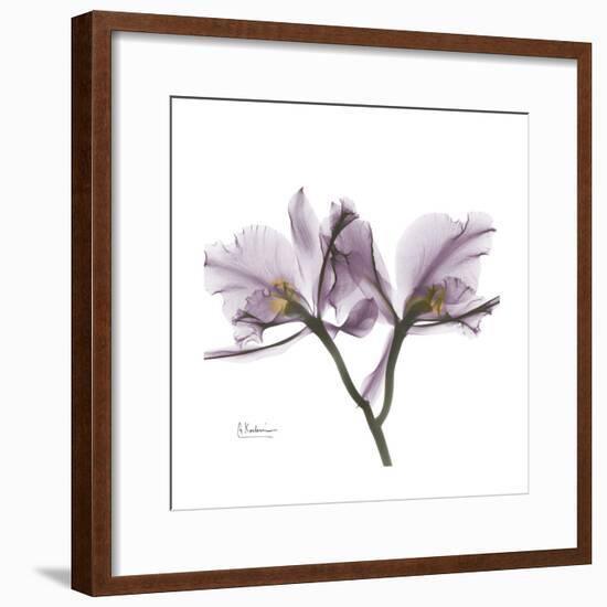 Orchid Lavender-Albert Koetsier-Framed Premium Giclee Print