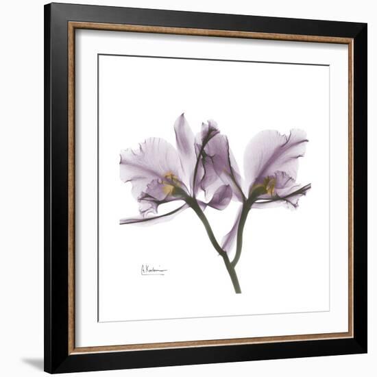 Orchid Lavender-Albert Koetsier-Framed Premium Giclee Print