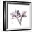 Orchid Lavender-Albert Koetsier-Framed Premium Giclee Print