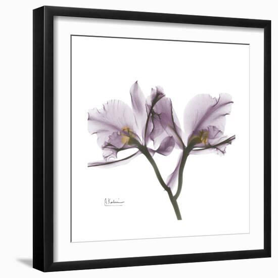 Orchid Lavender-Albert Koetsier-Framed Premium Giclee Print