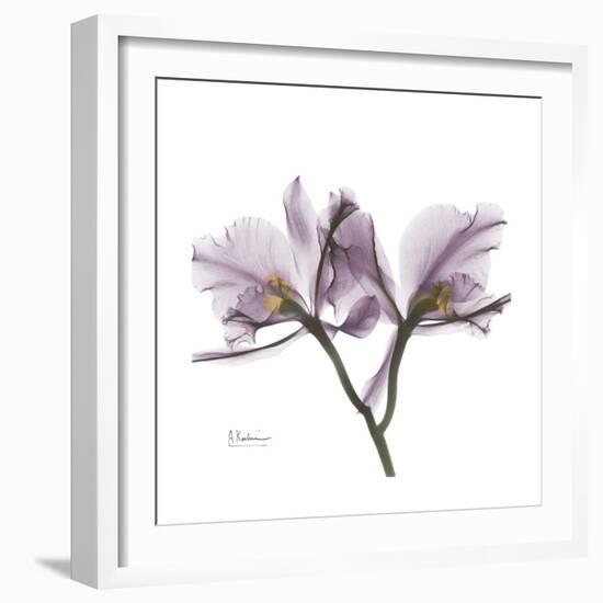 Orchid Lavender-Albert Koetsier-Framed Premium Giclee Print