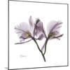 Orchid Lavender-Albert Koetsier-Mounted Premium Giclee Print