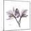 Orchid Lavender-Albert Koetsier-Mounted Premium Giclee Print