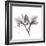 Orchid Lavender-Albert Koetsier-Framed Premium Giclee Print