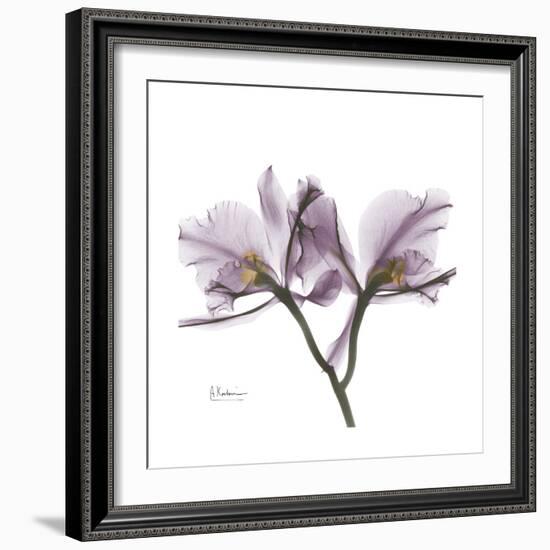 Orchid Lavender-Albert Koetsier-Framed Premium Giclee Print