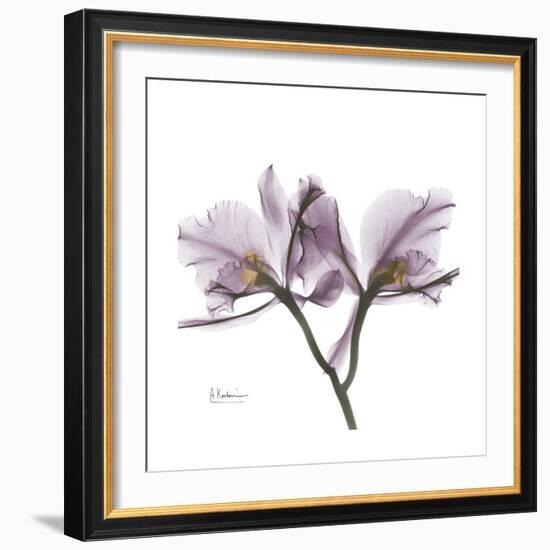 Orchid Lavender-Albert Koetsier-Framed Premium Giclee Print