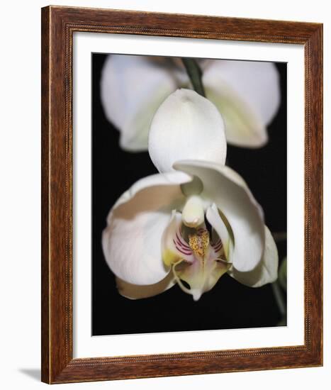 Orchid Light - Bud-Tony Koukos-Framed Giclee Print