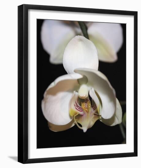 Orchid Light - Bud-Tony Koukos-Framed Giclee Print