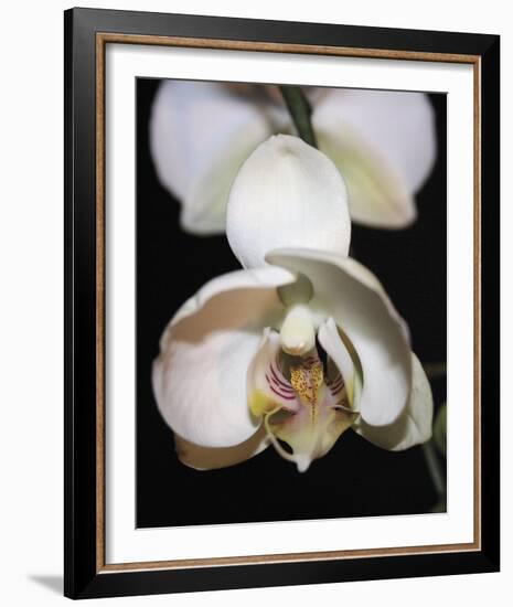 Orchid Light - Bud-Tony Koukos-Framed Giclee Print