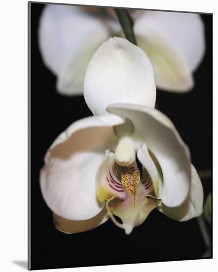 Orchid Light - Bud-Tony Koukos-Mounted Giclee Print