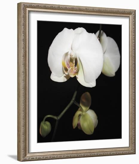 Orchid Light - Floret-Tony Koukos-Framed Giclee Print