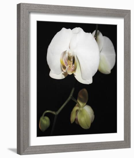 Orchid Light - Floret-Tony Koukos-Framed Giclee Print