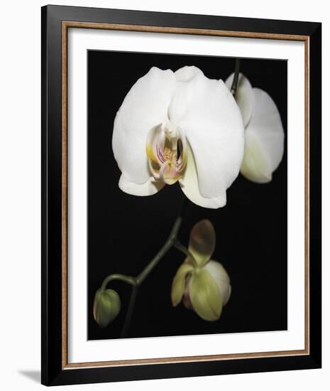 Orchid Light - Floret-Tony Koukos-Framed Giclee Print