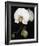 Orchid Light - Floret-Tony Koukos-Framed Giclee Print